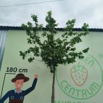 Hrab obyčajný (Carpinus betulus) - výška 380-400 cm, obvod kmeňa 6/8 cm, kont. C35L/44L